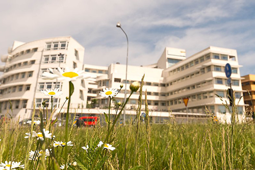 En vit byggnad och en sommaräng