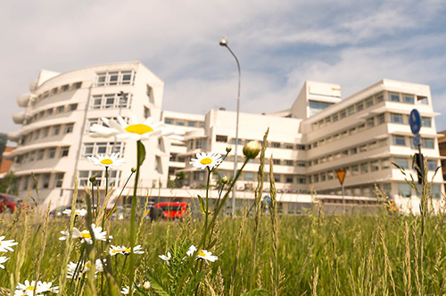 En vit byggnad och en sommaräng