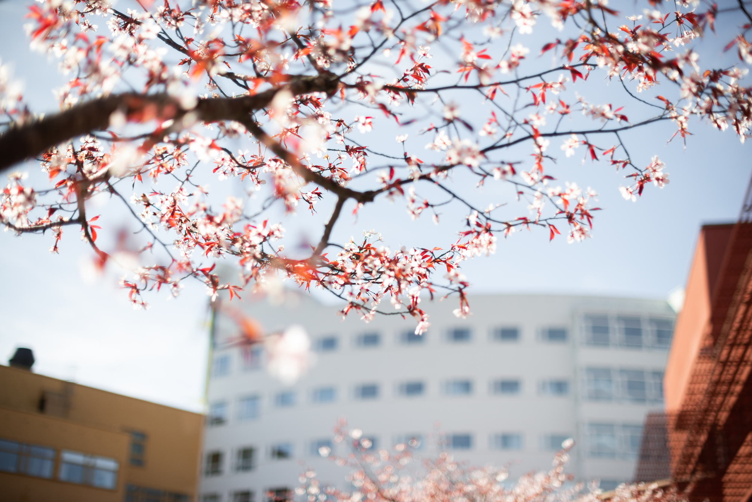 Rosa körsbärsblommor mot blå himmel