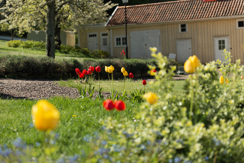 sommarblommor med ett gult hus